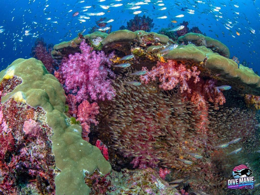 Khaolak Dive Resort Khao Lak Bagian luar foto
